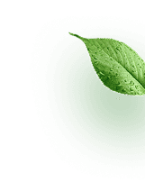 Leaf Decoration
